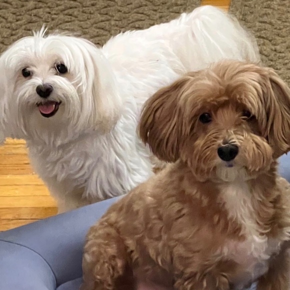 Meet your Posher, Audrey - Picture 1 of 1